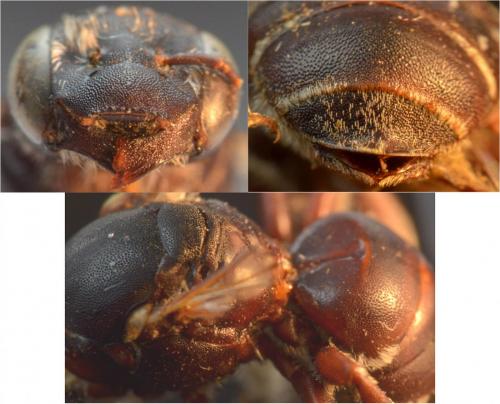 Hoplitis sp.